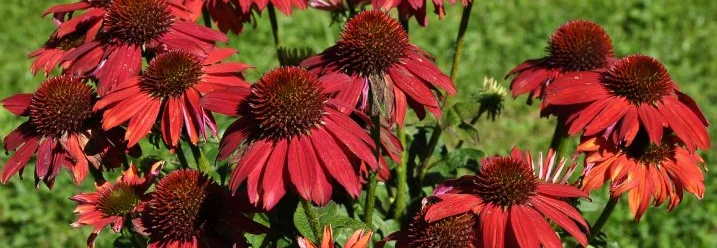 Rote Sonnenhutblüten in voller Blüte